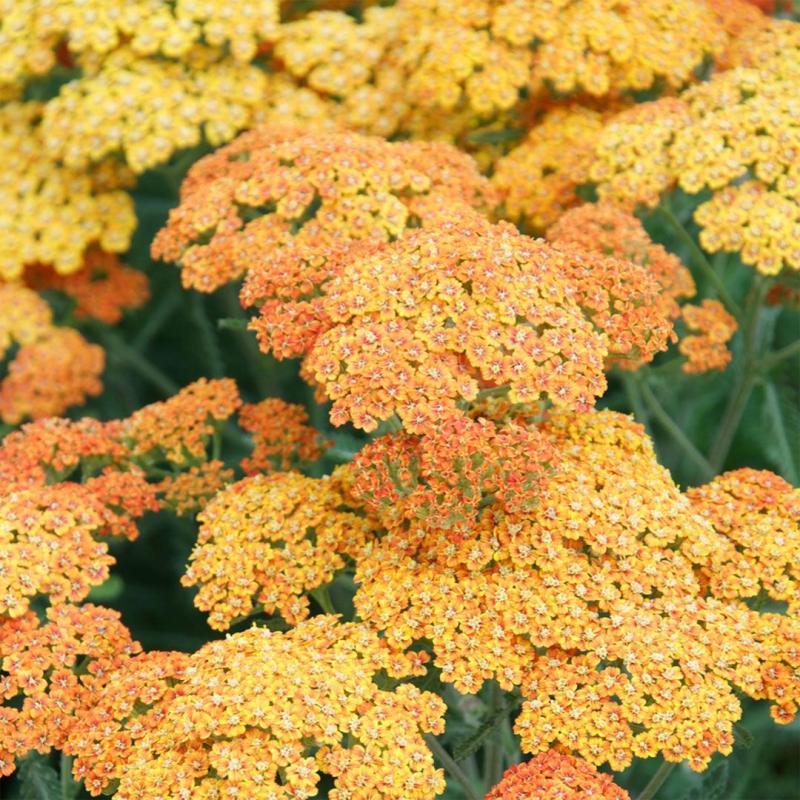 Achillea millefolium Orange - ахилея  оранжева(1599)